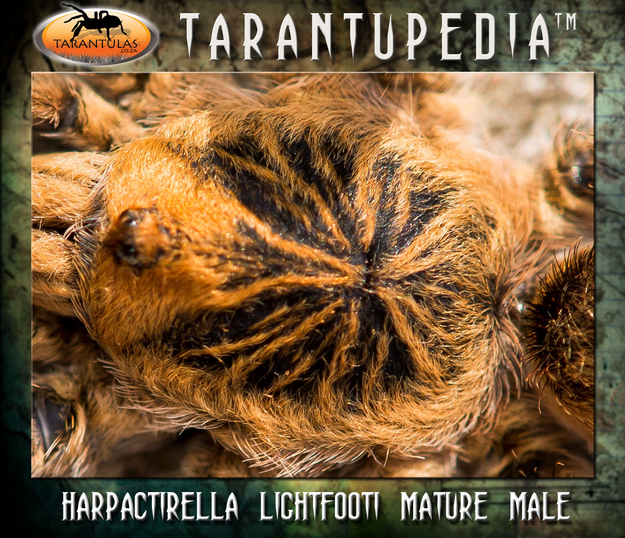 Harpactirella lightfooti