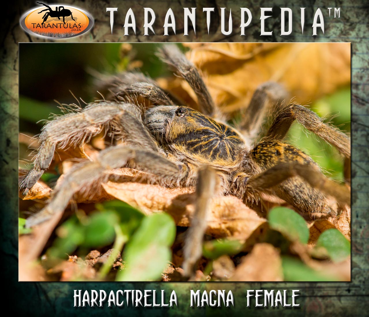Harpactirella magna