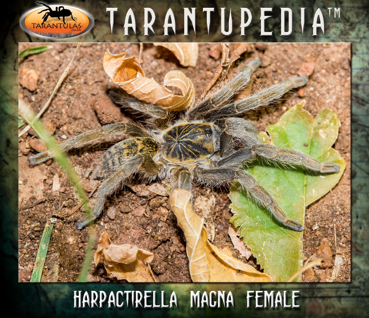 Female