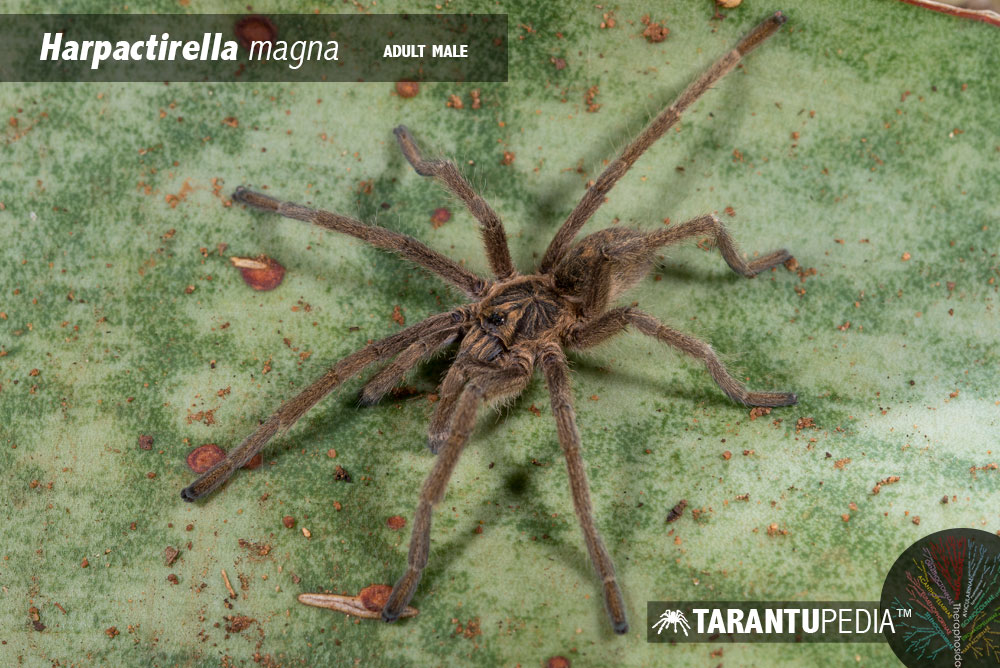 Male