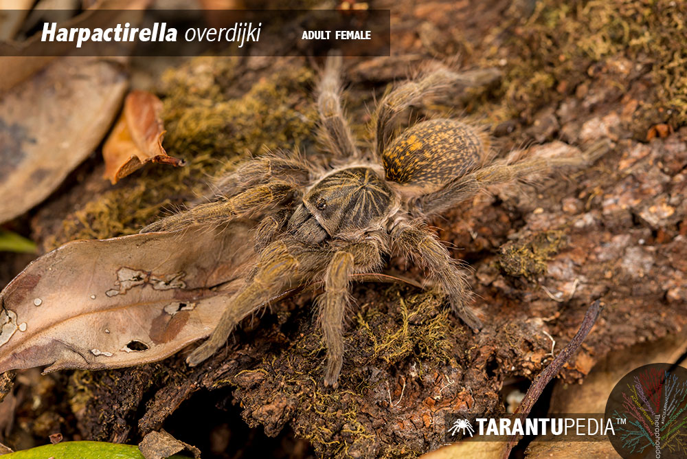 Harpactirella overdijki