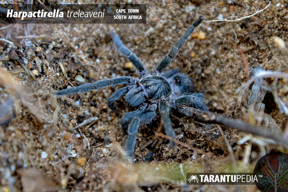 Harpactirella treleaveni