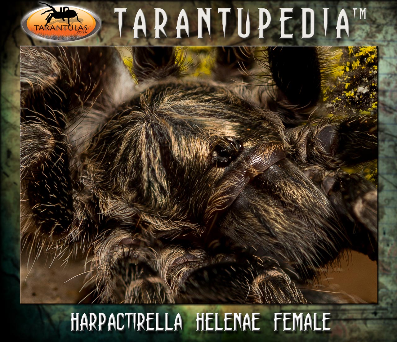 Harpactirella helenae