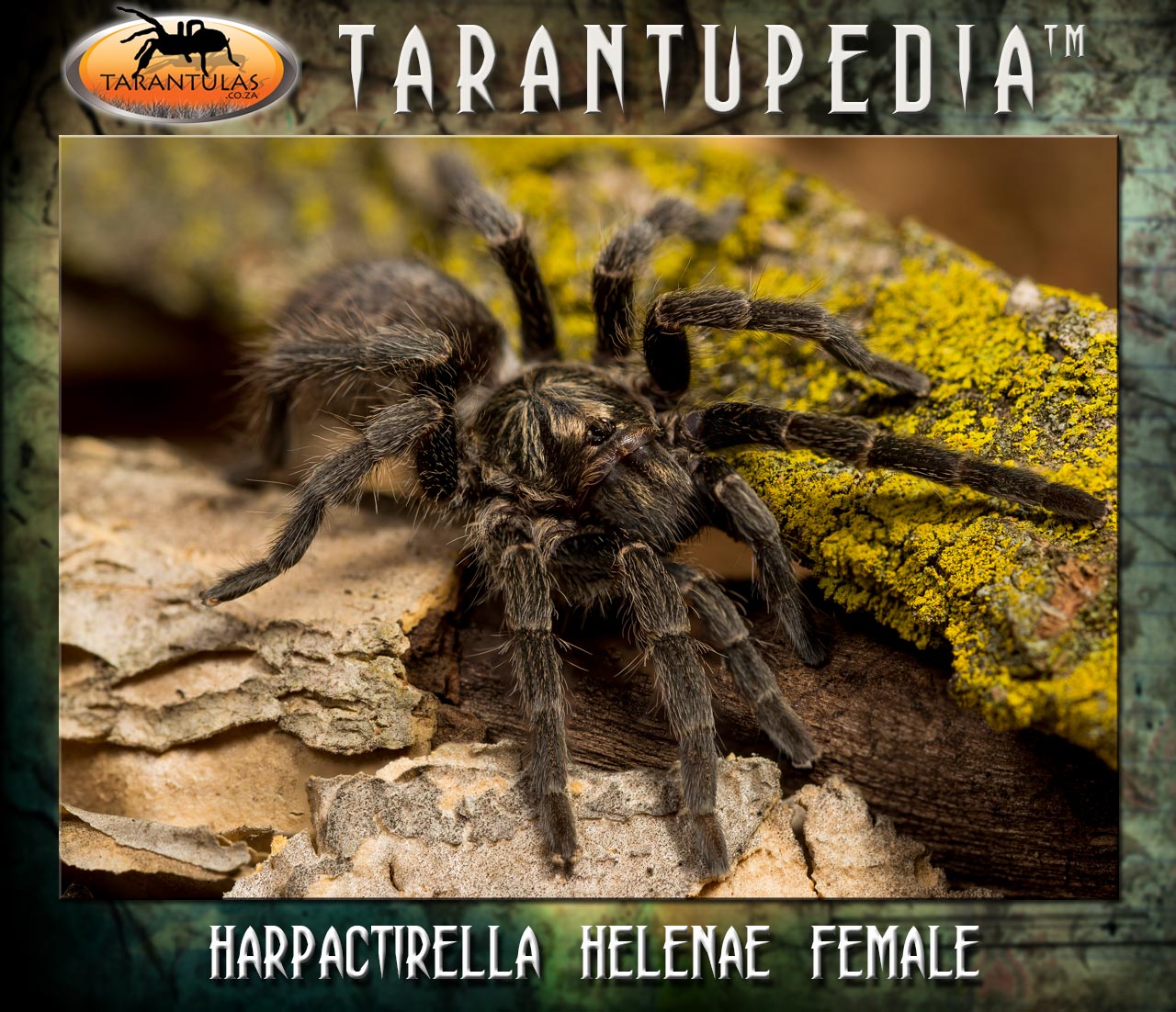 Female