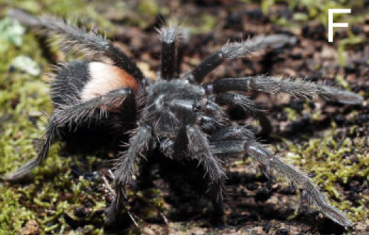 Hemirrhagus benzaa