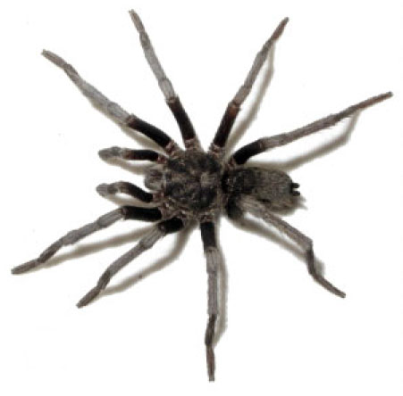 Hemirrhagus chilango