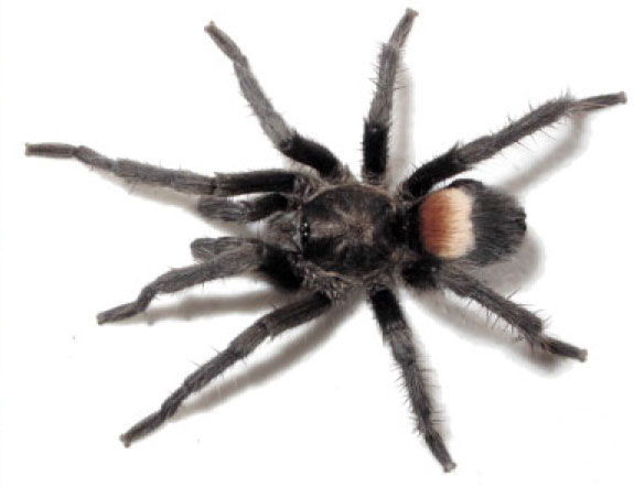 Male