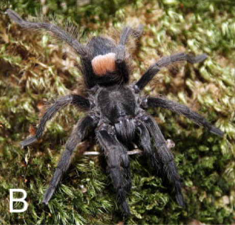 Hemirrhagus eros