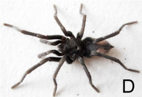 Male