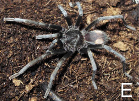 Hemirrhagus ocellatus
