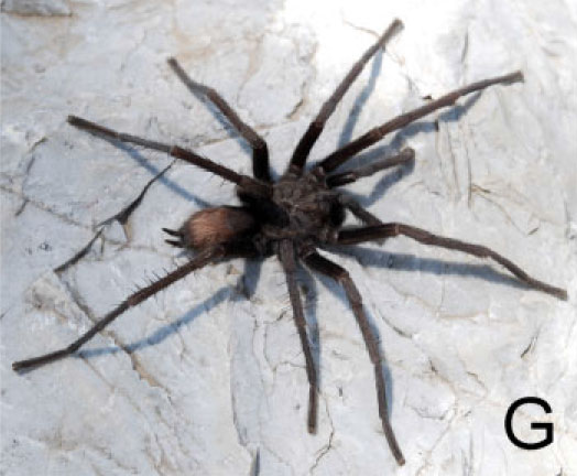 Male