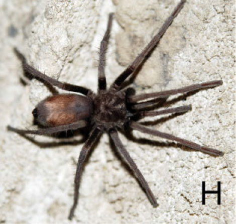 Hemirrhagus papalotl