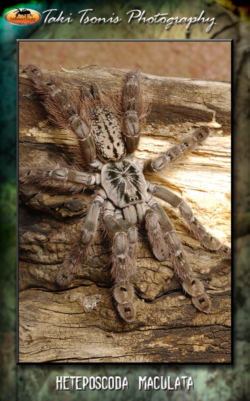 Female