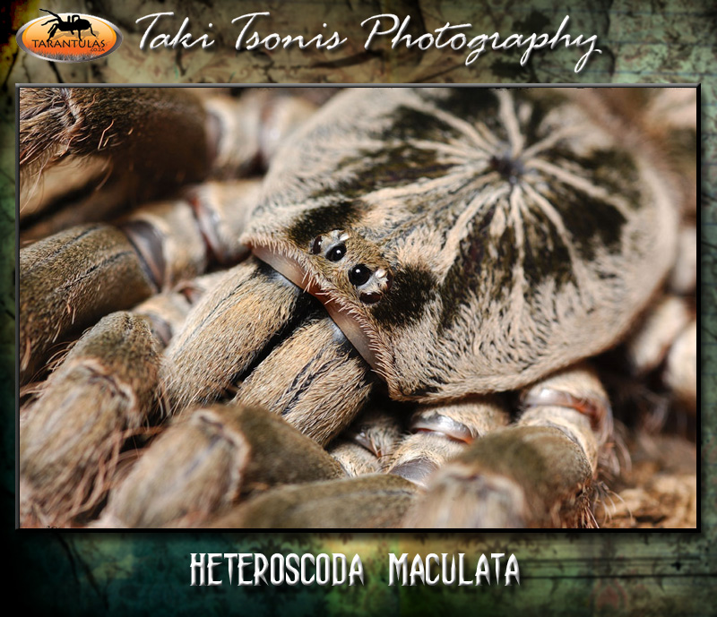 Heteroscodra maculata