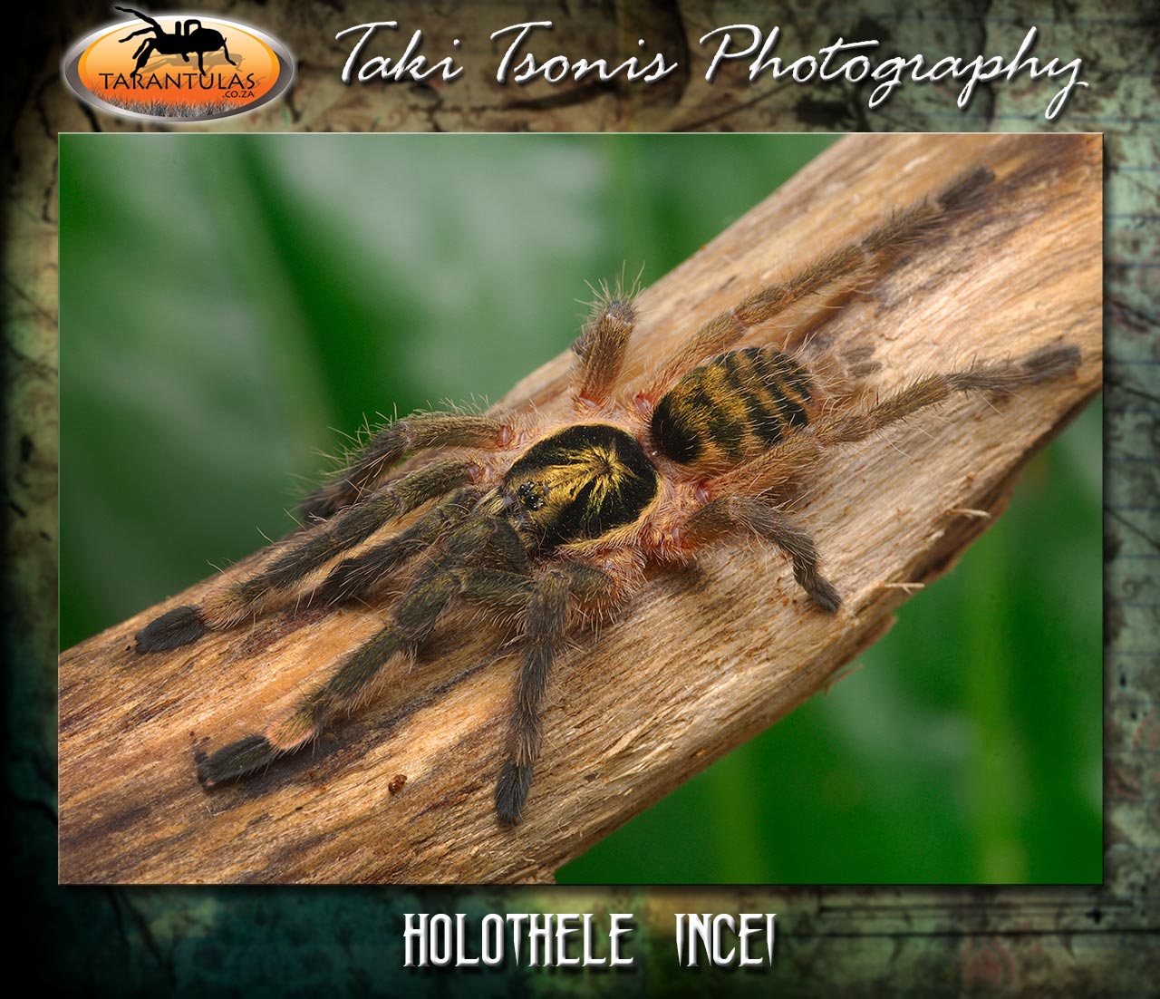 Female