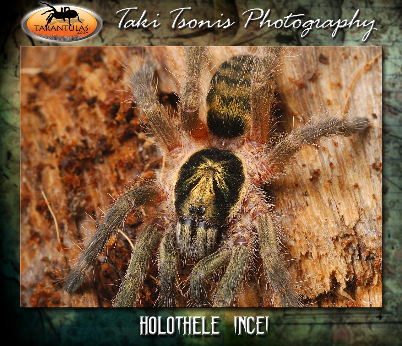 Neoholothele incei