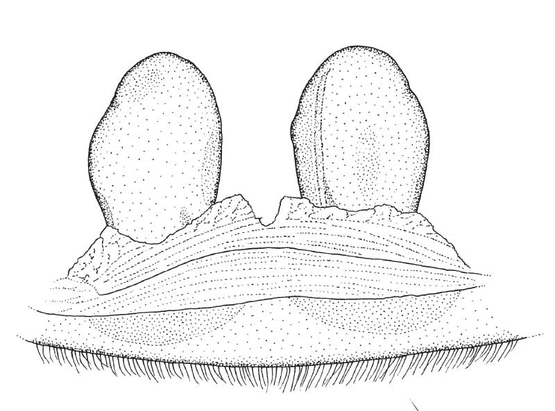 Spermathecae