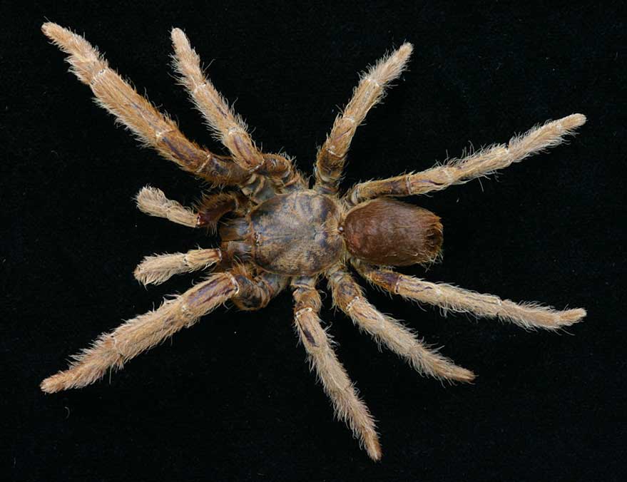 Male
