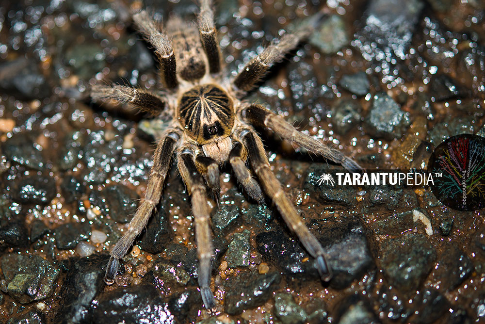 Male
