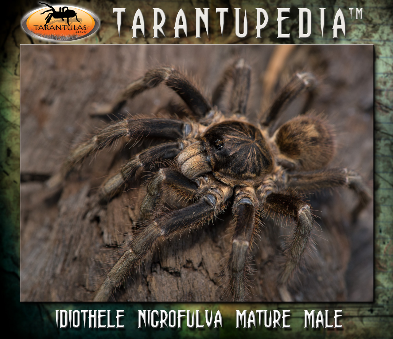 Male
