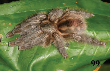 Iridopelma hirsutum