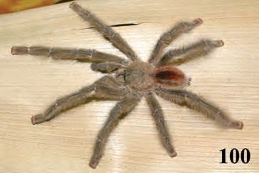 Male