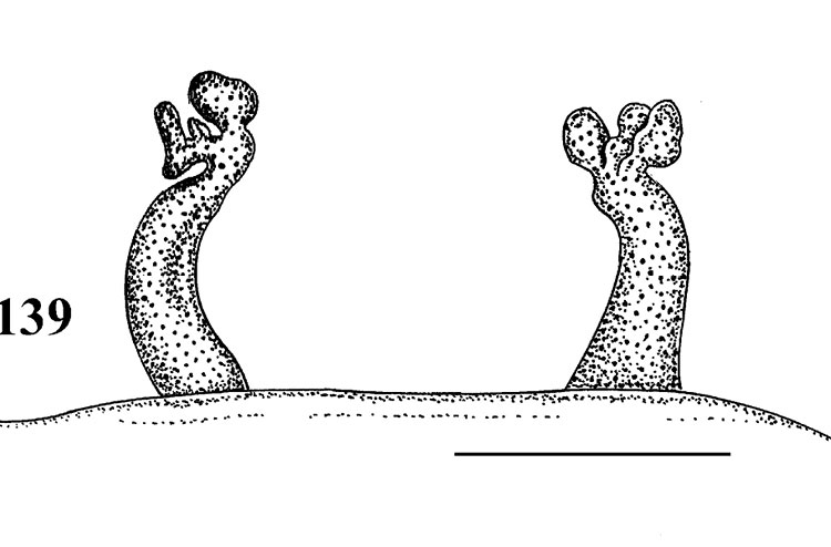 Spermathecae