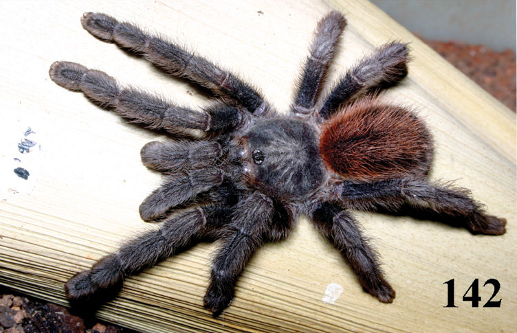 Iridopelma katiae