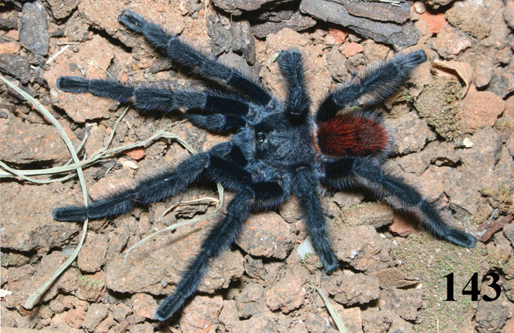 Male