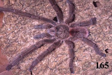 Male
