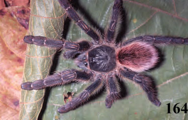 Iridopelma oliveirai