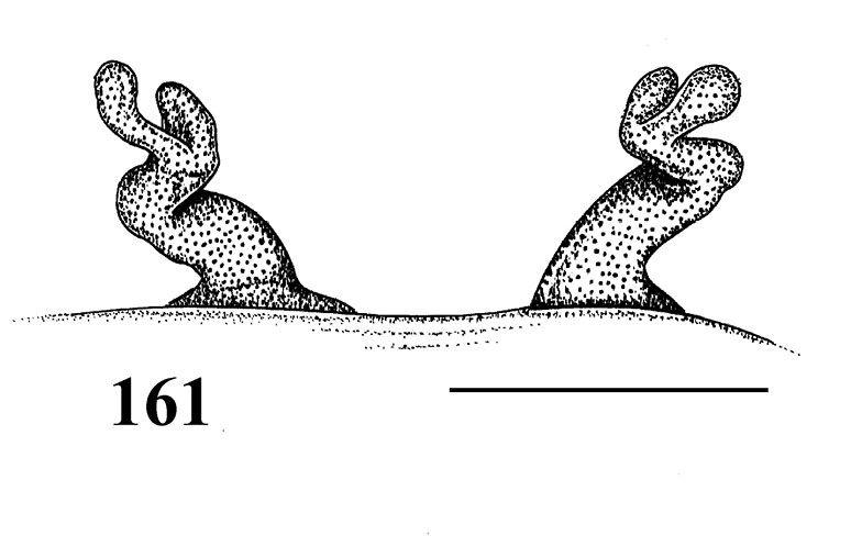 Spermathecae