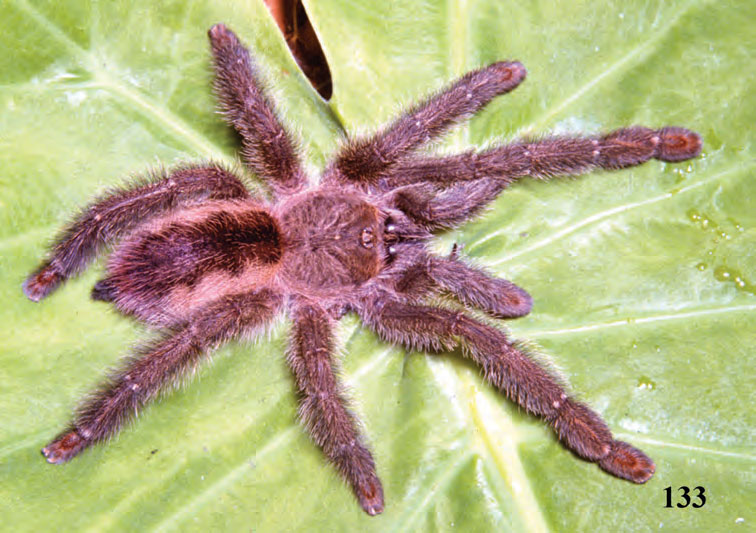 Iridopelma vanini