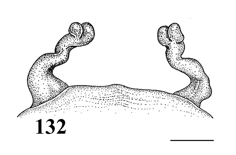 Spermathecae