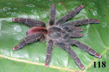 Iridopelma zorodes