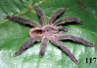 Male