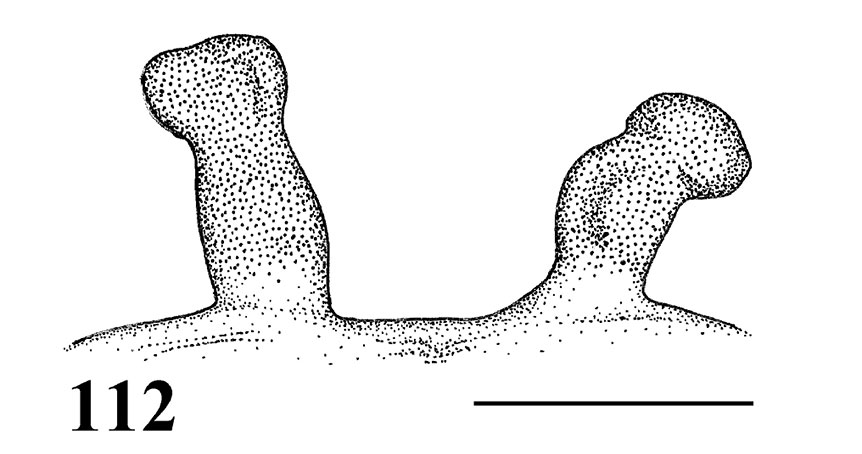Spermathecae