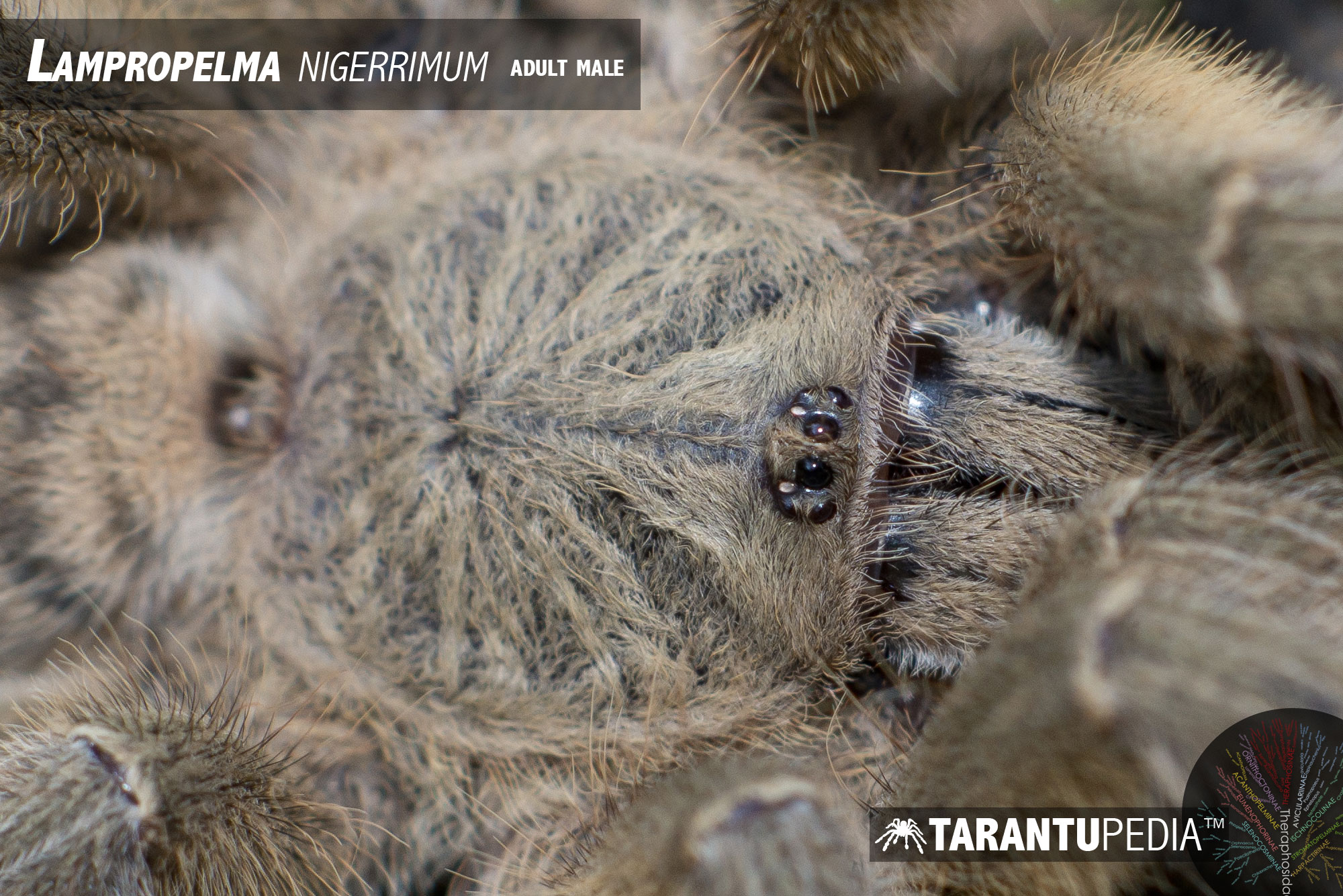 Lampropelma nigerrimum