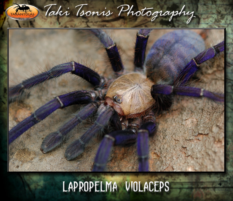 Omothymus violaceopes