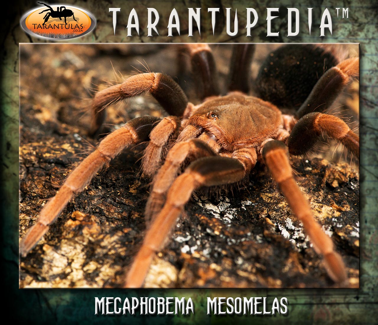 Abdomegaphobema mesomelas