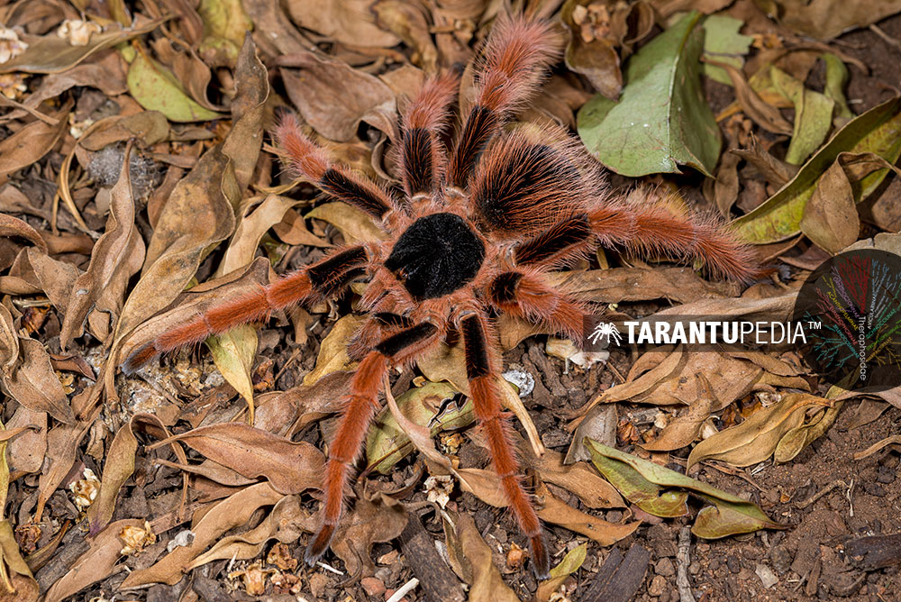 Megaphobema robustum