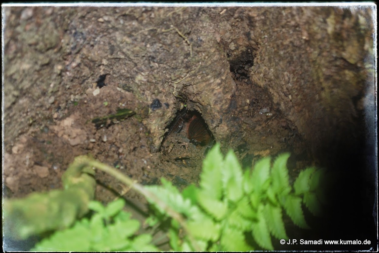 Burrow