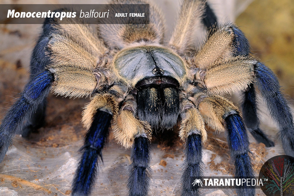 Monocentropus balfouri