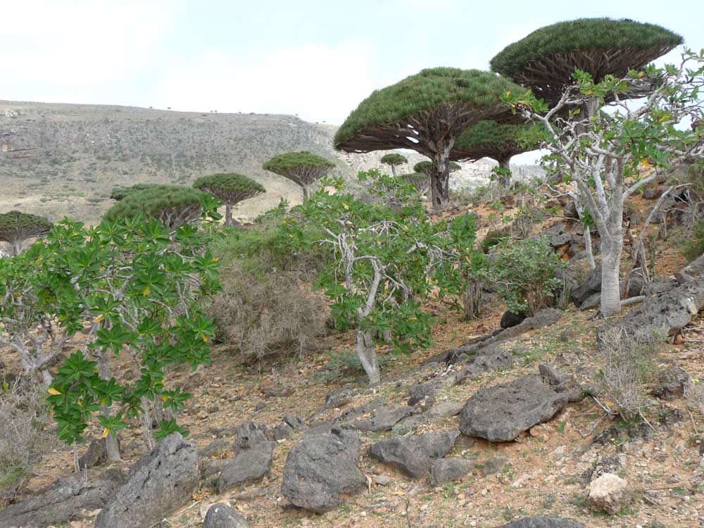 Habitat