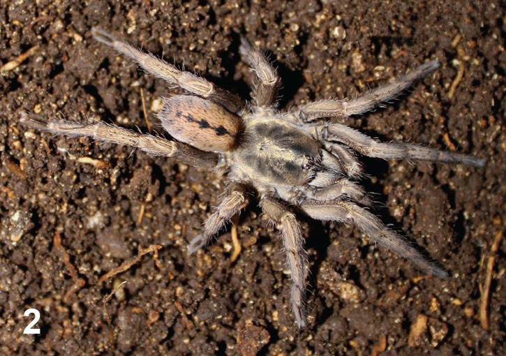 Nesiergus insulanus