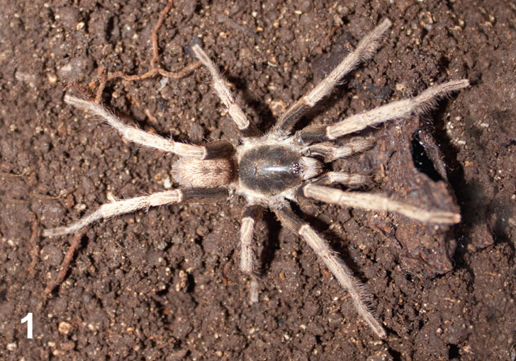 Male