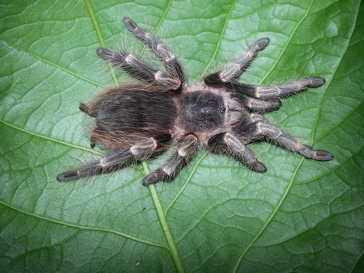 Nhandu cerradensis