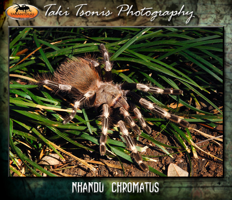 Vitalius chromatus