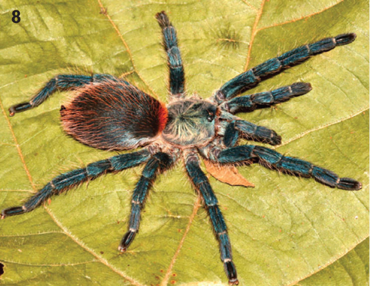Female