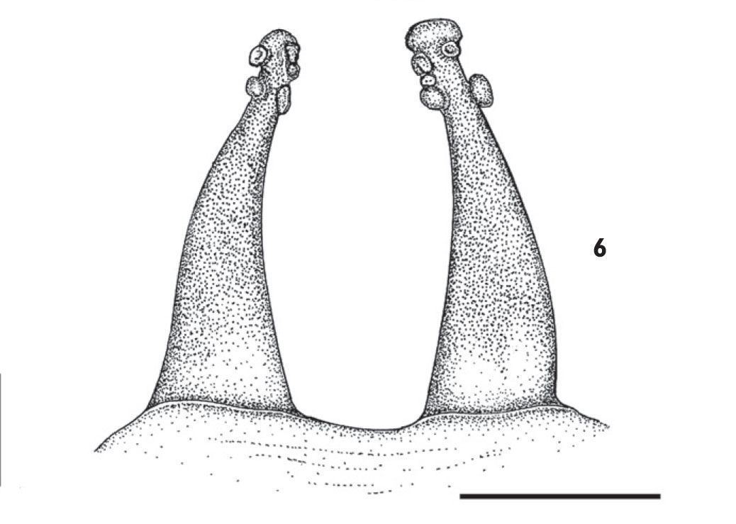 Spermathecae